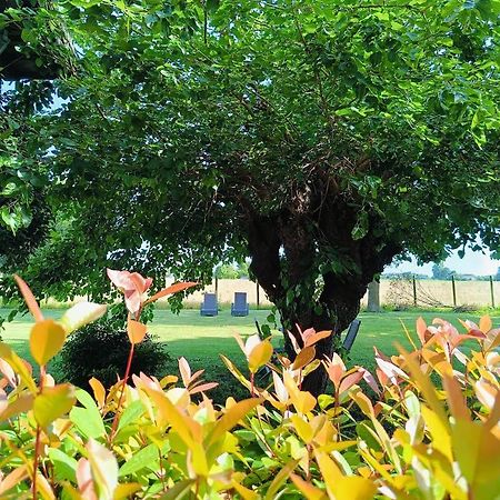 B&B Casa Del Bosco San Michele al Tagliamento Dış mekan fotoğraf